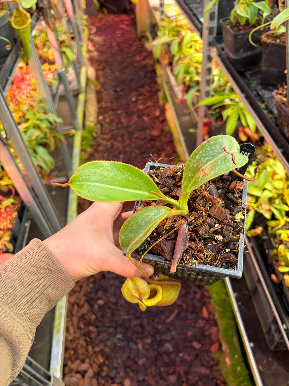Nepenthes mira x trusmadiensis 15cm