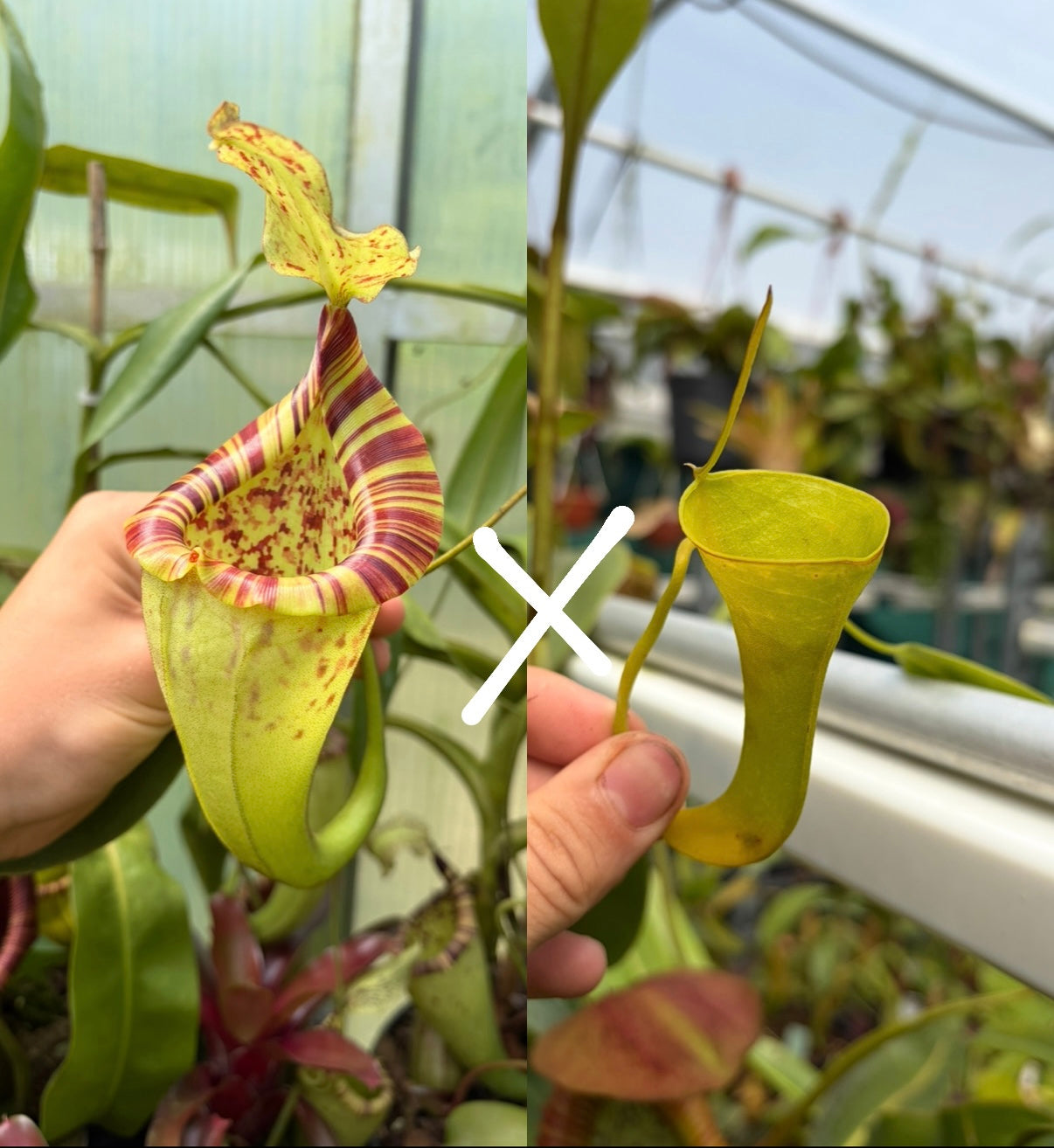 Nepenthes [(veitchii x burbidgeae) x platychila] x inermis SEEDS