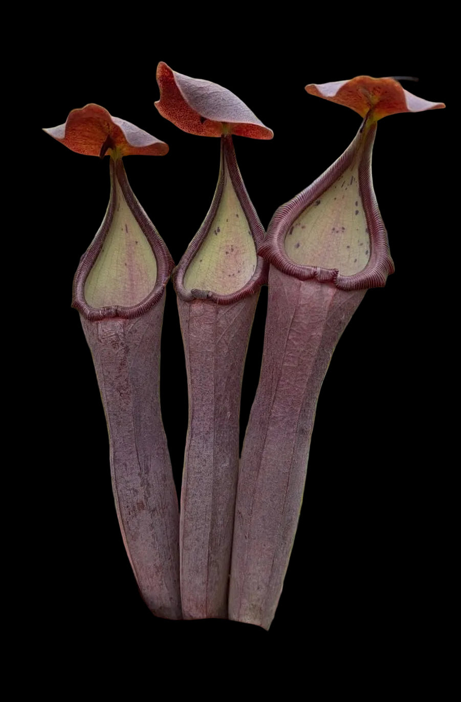 Nepenthes lingulata x truncata ‚new grex‘
