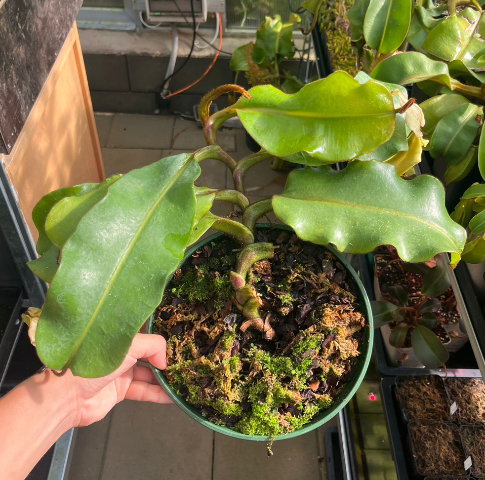 Nepenthes veitchii 'Maliau' 40cm