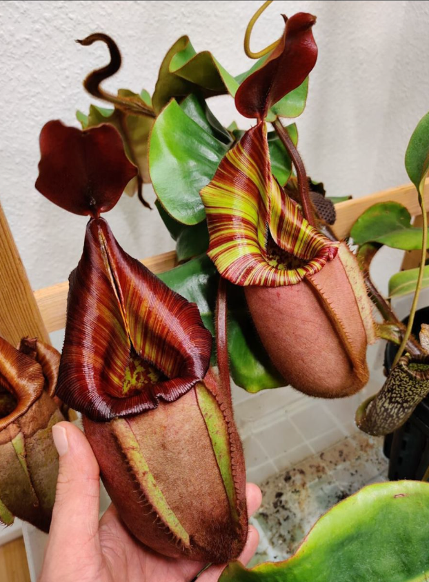 Nepenthes veitchii 'candy x candy x candy' 5-7cm
