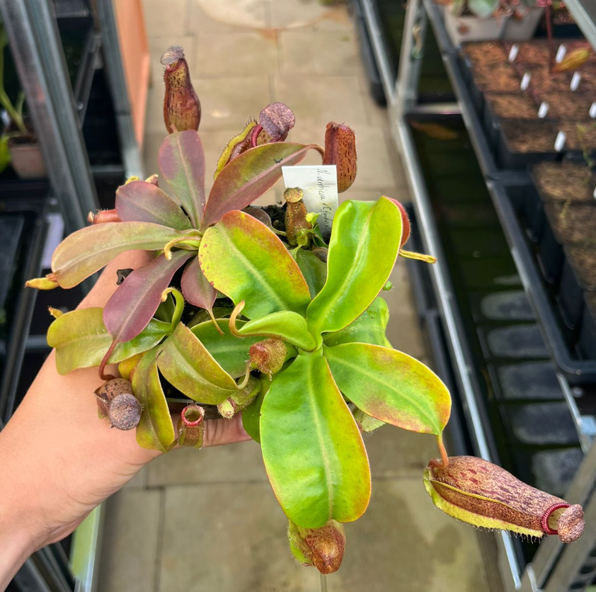 Nepenthes ventricosa x [glandulifera x (lowii x truncata)] 15cm