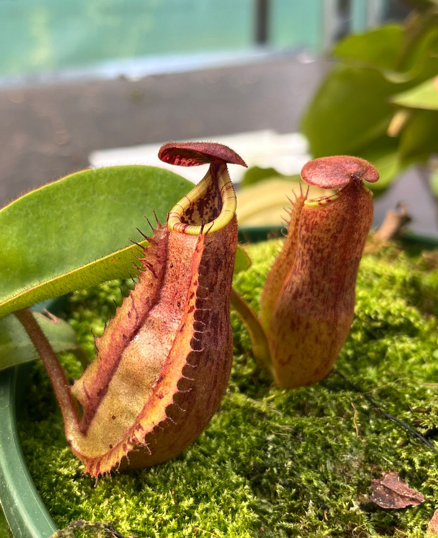 Nepenthes (eymae x clipeata) x veitchii 'candy' 10-15cm