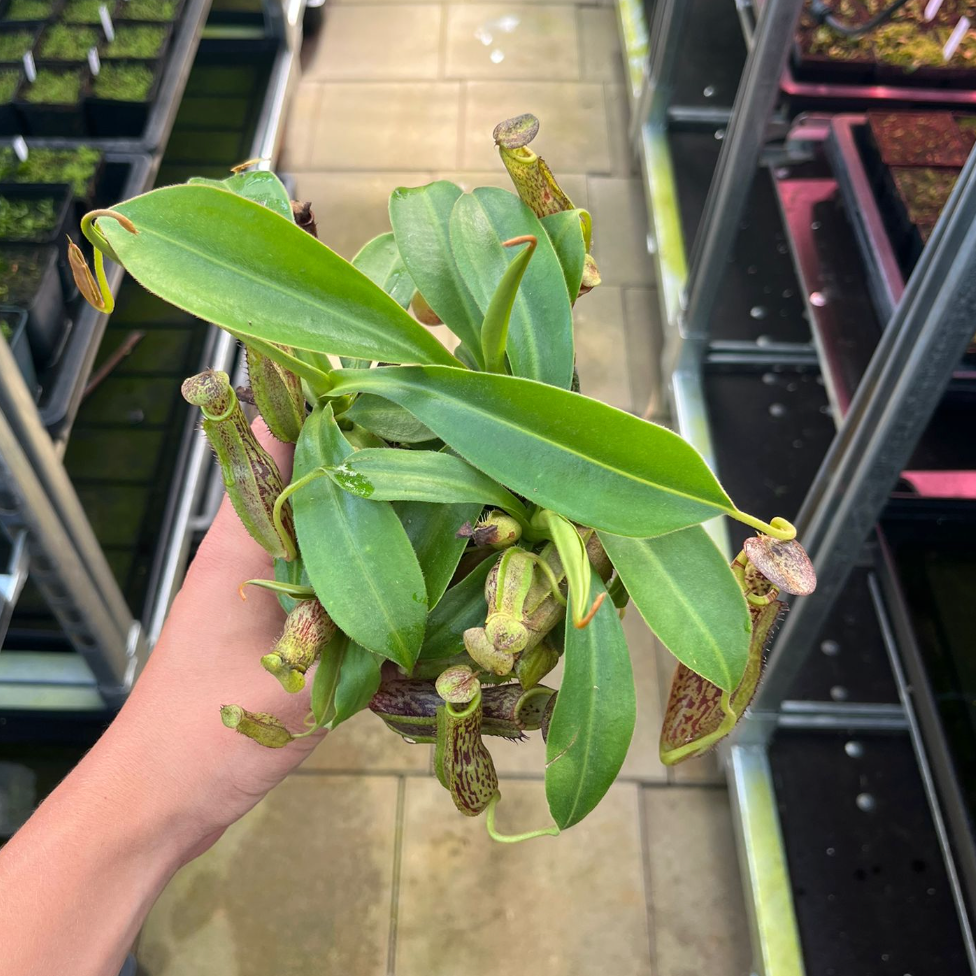 Nepenthes (spathulata x spectabilis) x (platychila x boschiana) 15cm