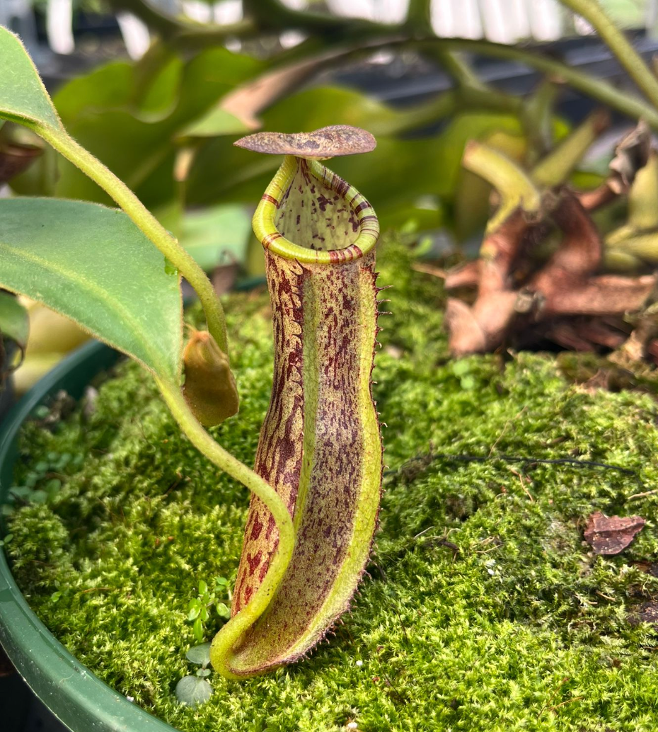 Nepenthes (spathulata x spectabilis) x (platychila x boschiana) 15cm