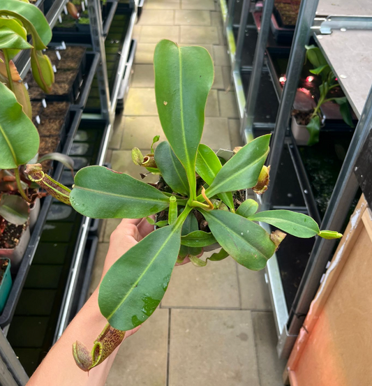 Nepenthes LVB x (eymae x maxima) x platychila 15cm