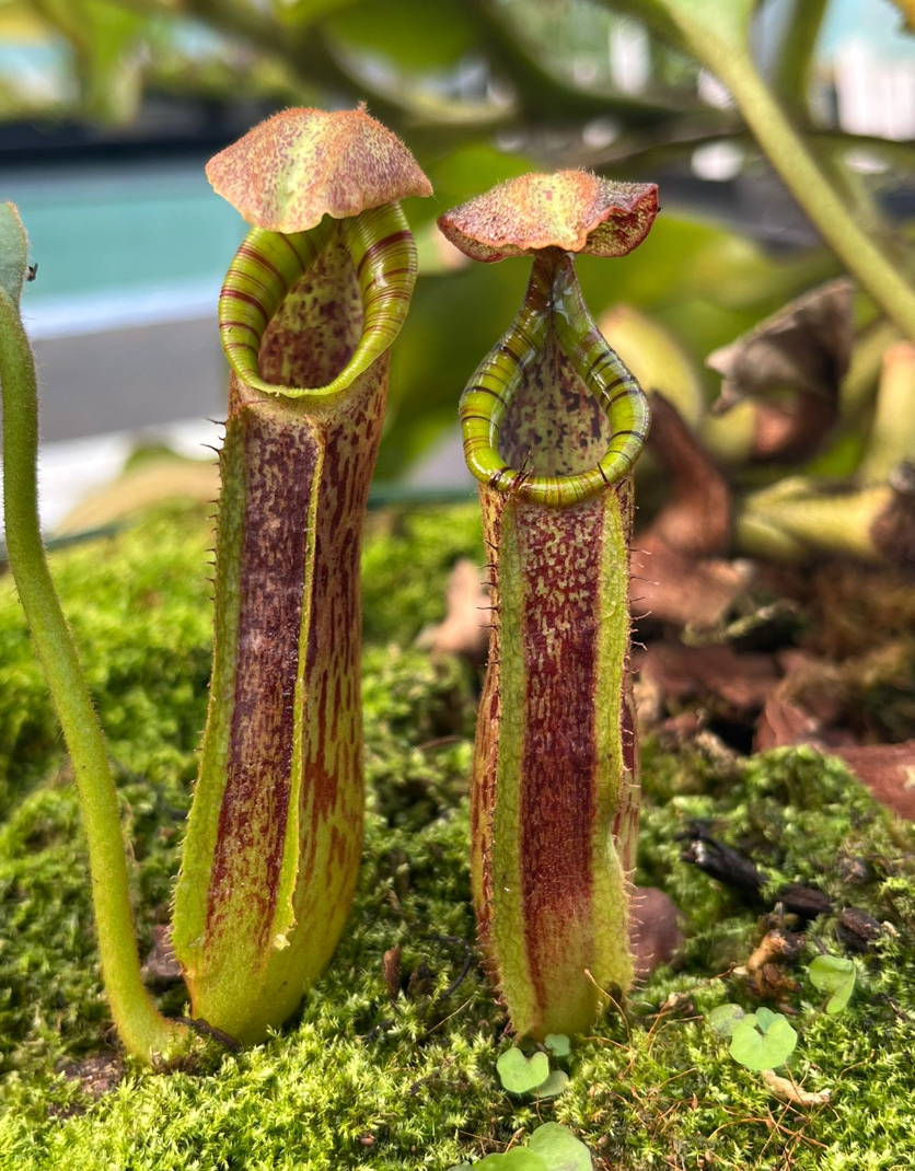 Nepenthes LVB x (eymae x maxima) x platychila 15cm