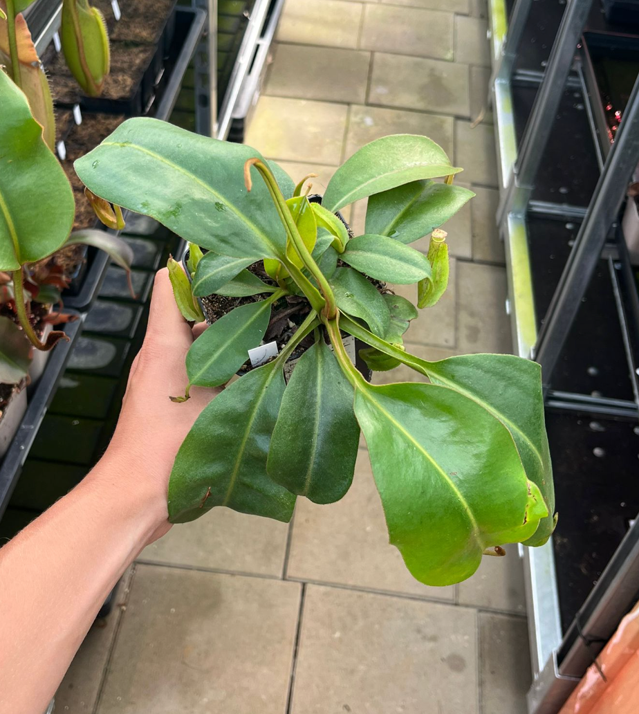 Nepenthes (eymae x clipeata) x boschiana 20cm