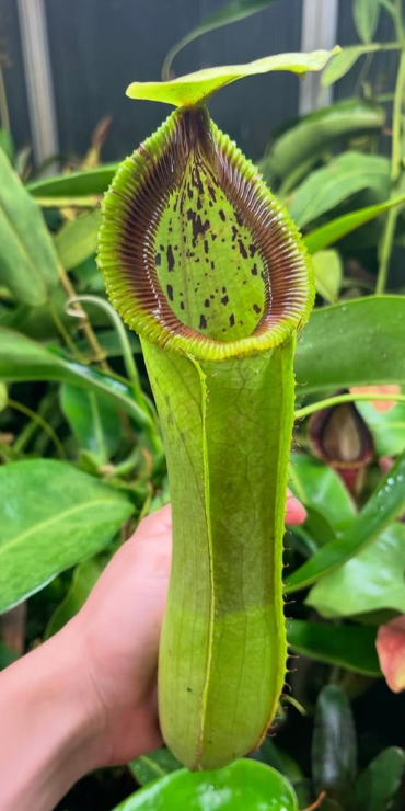 Nepenthes hamata x truncata 10cm