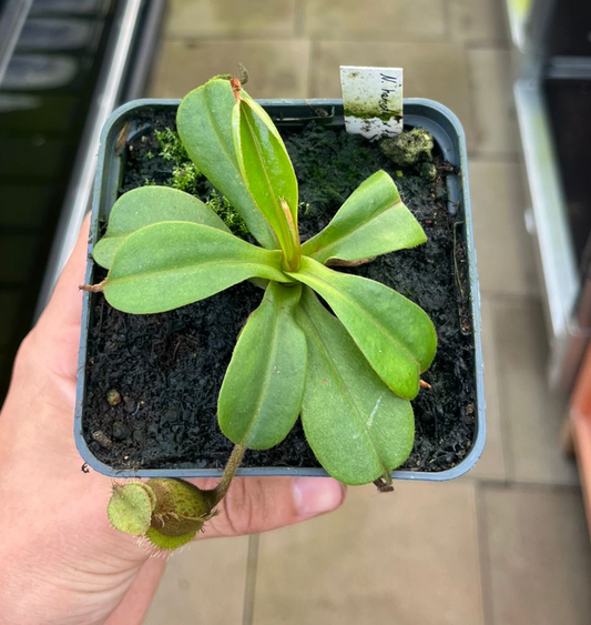 Nepenthes hamata x truncata 10cm