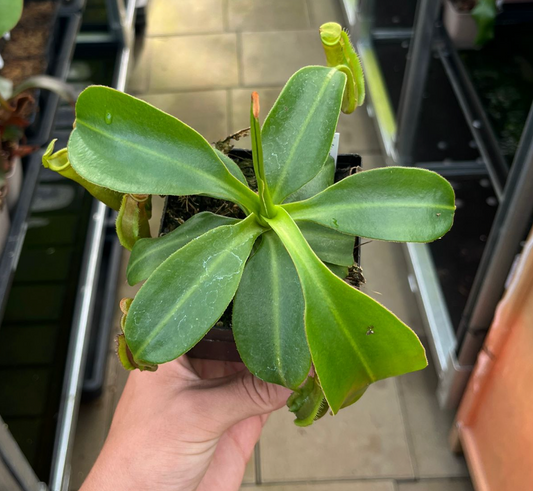 Nepenthes (izumiae x trusmadiensis) x trusmadiensis 20cm