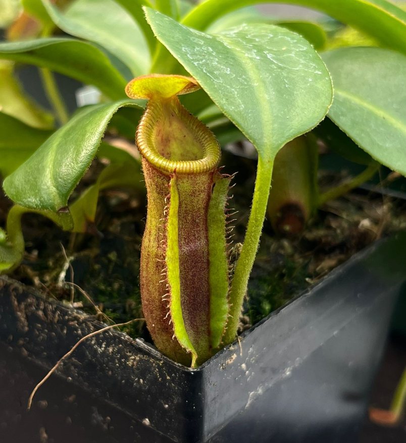 Nepenthes (izumiae x trusmadiensis) x trusmadiensis 20cm