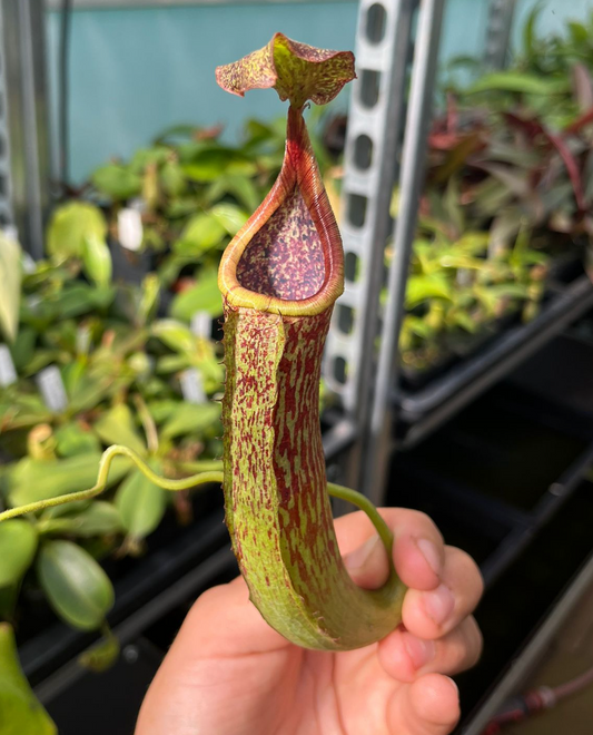 Nepenthes maxima 'Sulawesi' 50cm+