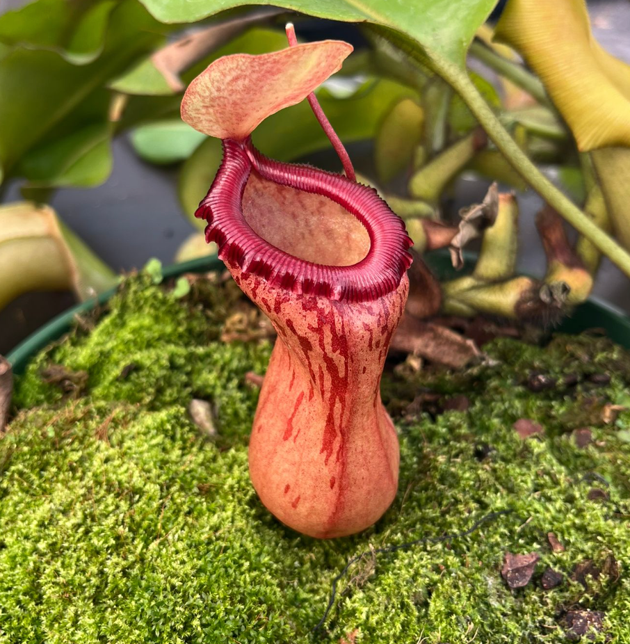Nepenthes ventricosa 10cm