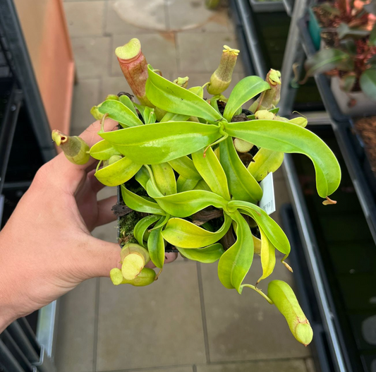 Nepenthes ventricosa 10cm