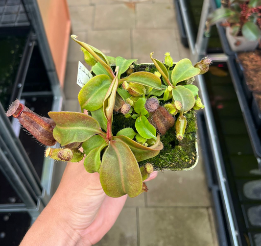 Nepenthes robcantleyi x boschiana 7-10cm