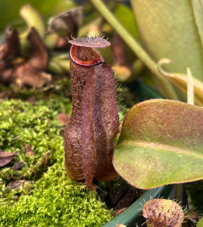 Nepenthes robcantleyi x boschiana 7-10cm