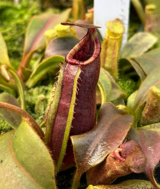 Nepenthes (lowii x platychila) x veitchii 'candy' 10cm