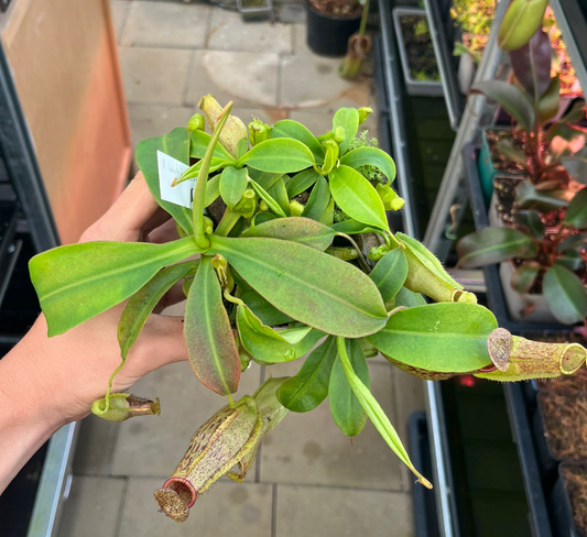 Nepenthes (adnata x spathulata) x truncata 'highland red' 10-15cm