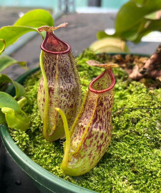 Nepenthes (adnata x spathulata) x truncata 'highland red' 10-15cm