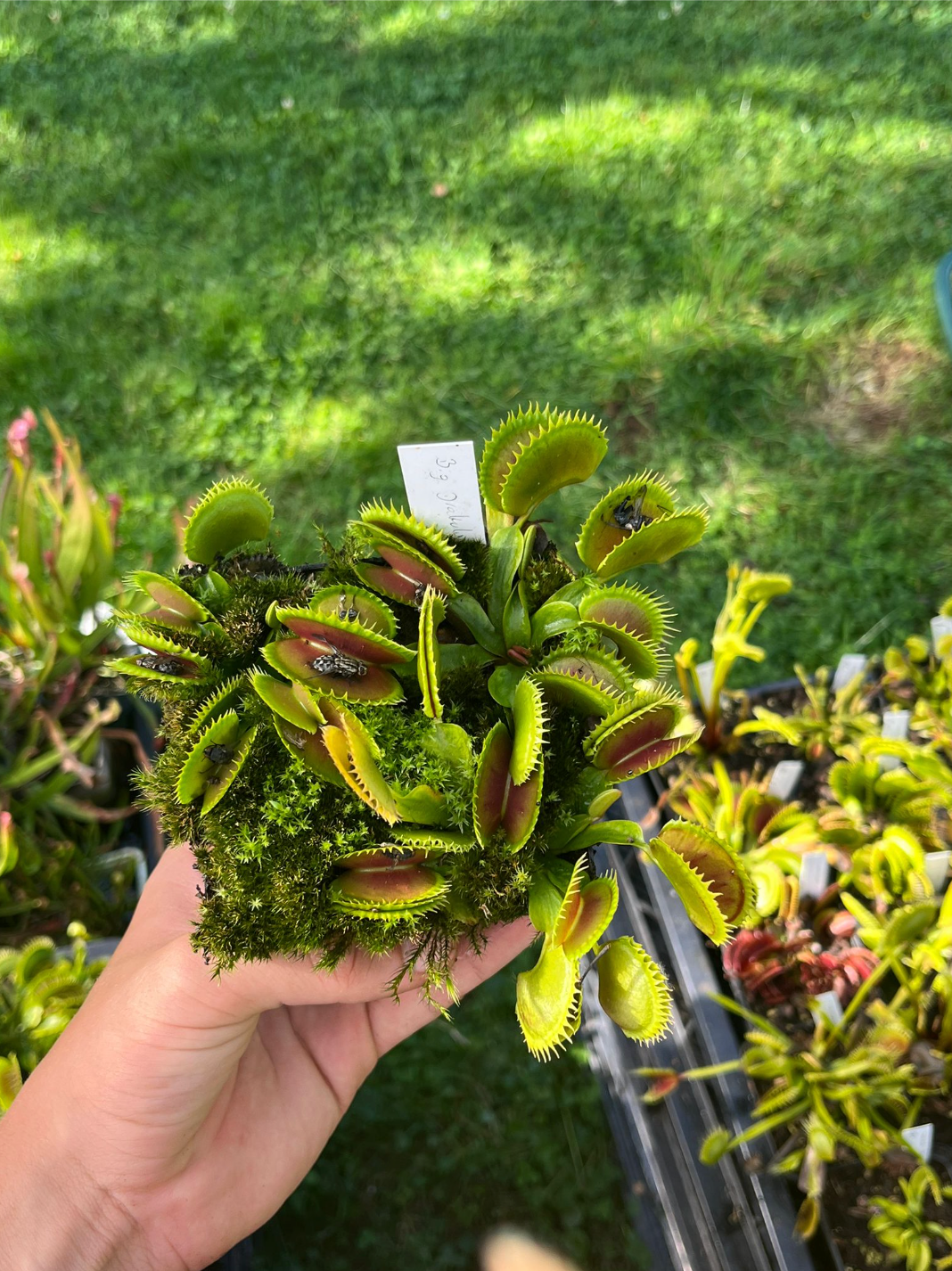 Dionaea muscipula 'Big Dracula'