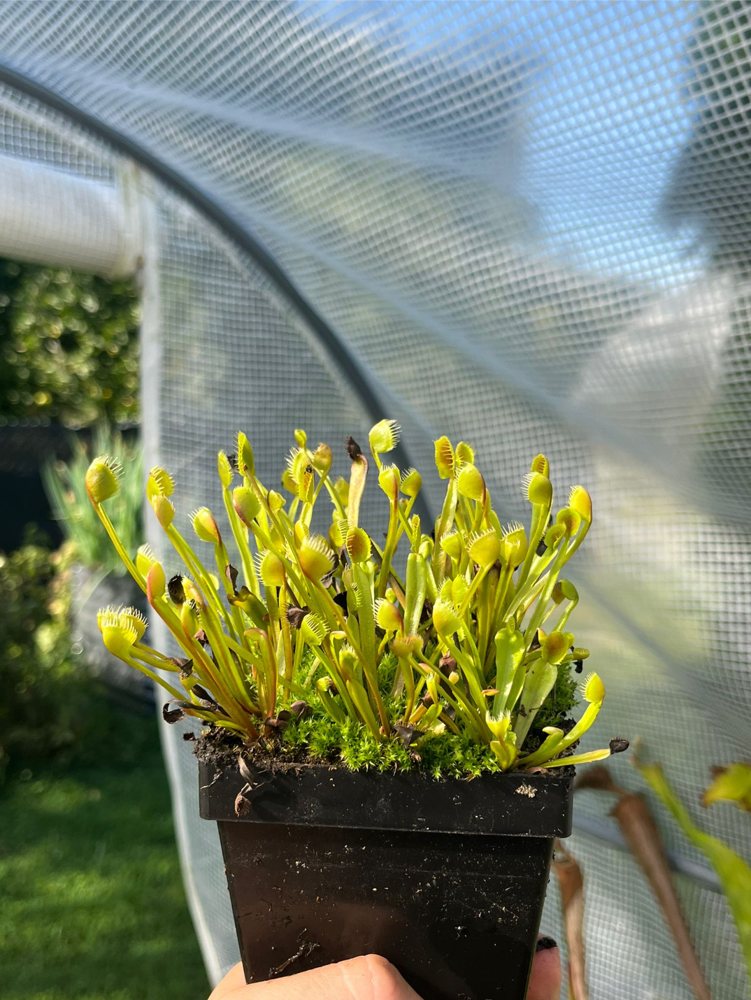 Dionaea muscipula 'BCP 1342/21, Erect cup trap'