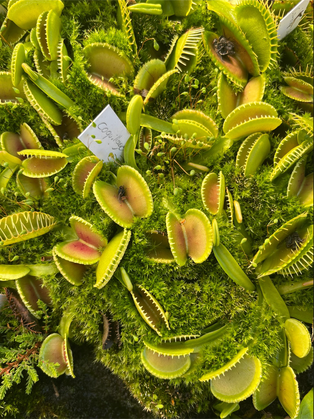 Dionaea muscipula 'Coquillage'
