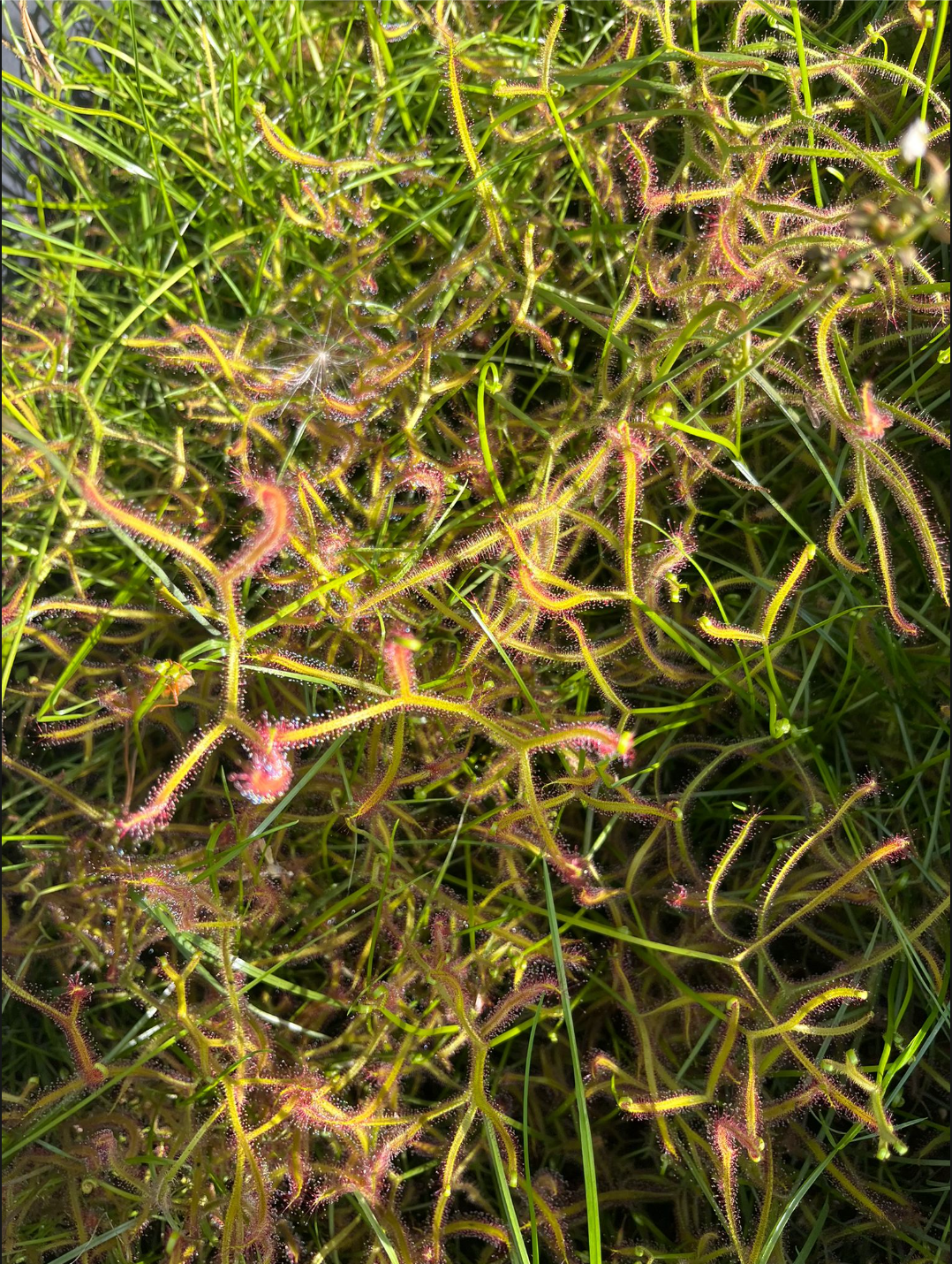 Drosera binata 'octopus giant'