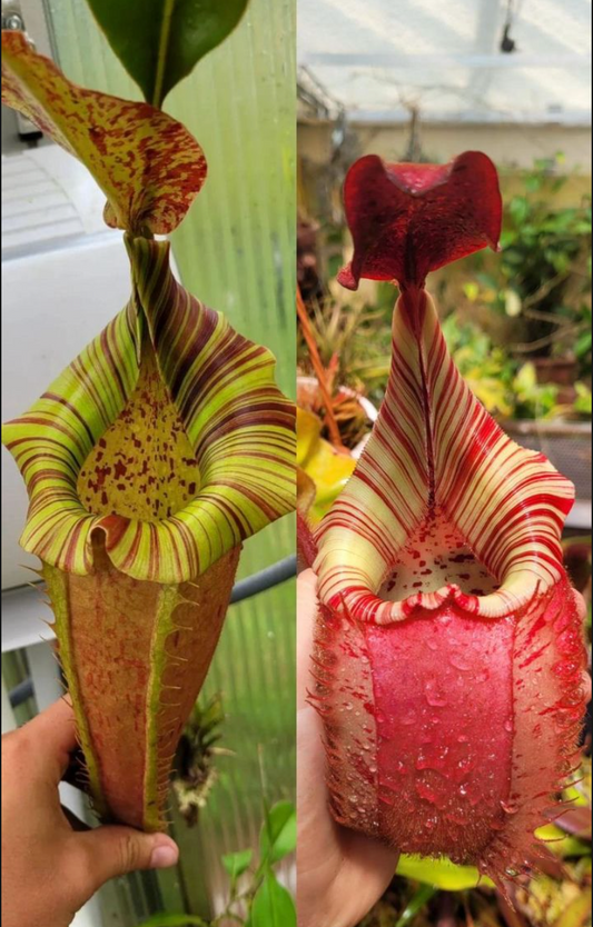 Nepenthes (veitchii x platychila) x veitchii ‘candy’ 10cm