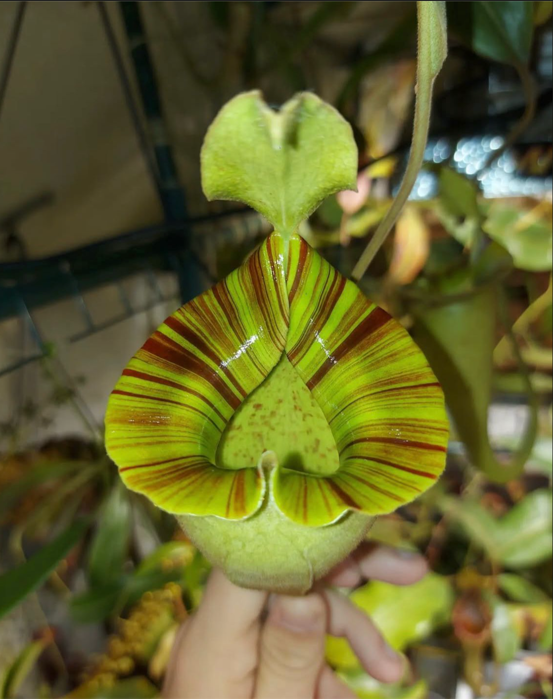 Nepenthes platychila 7cm