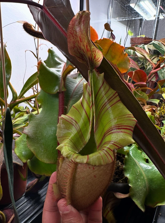 Nepenthes veitchii M x M 'Homemade' 5-7cm
