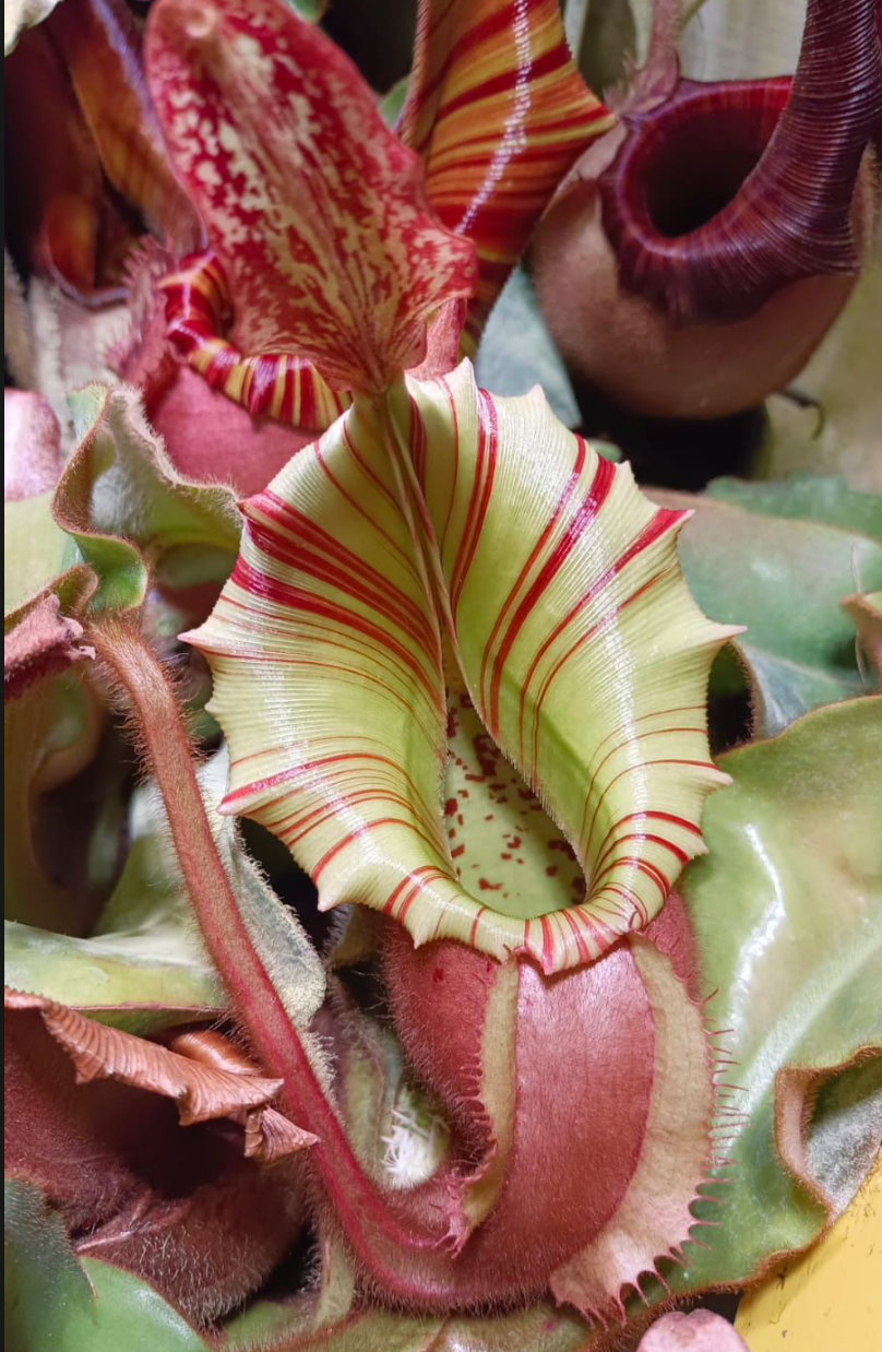 Nepenthes veitchii M x M 'Homemade' 5-7cm