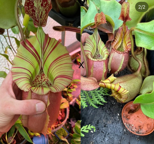 Nepenthes veitchii 'M x M' EP 5-7cm