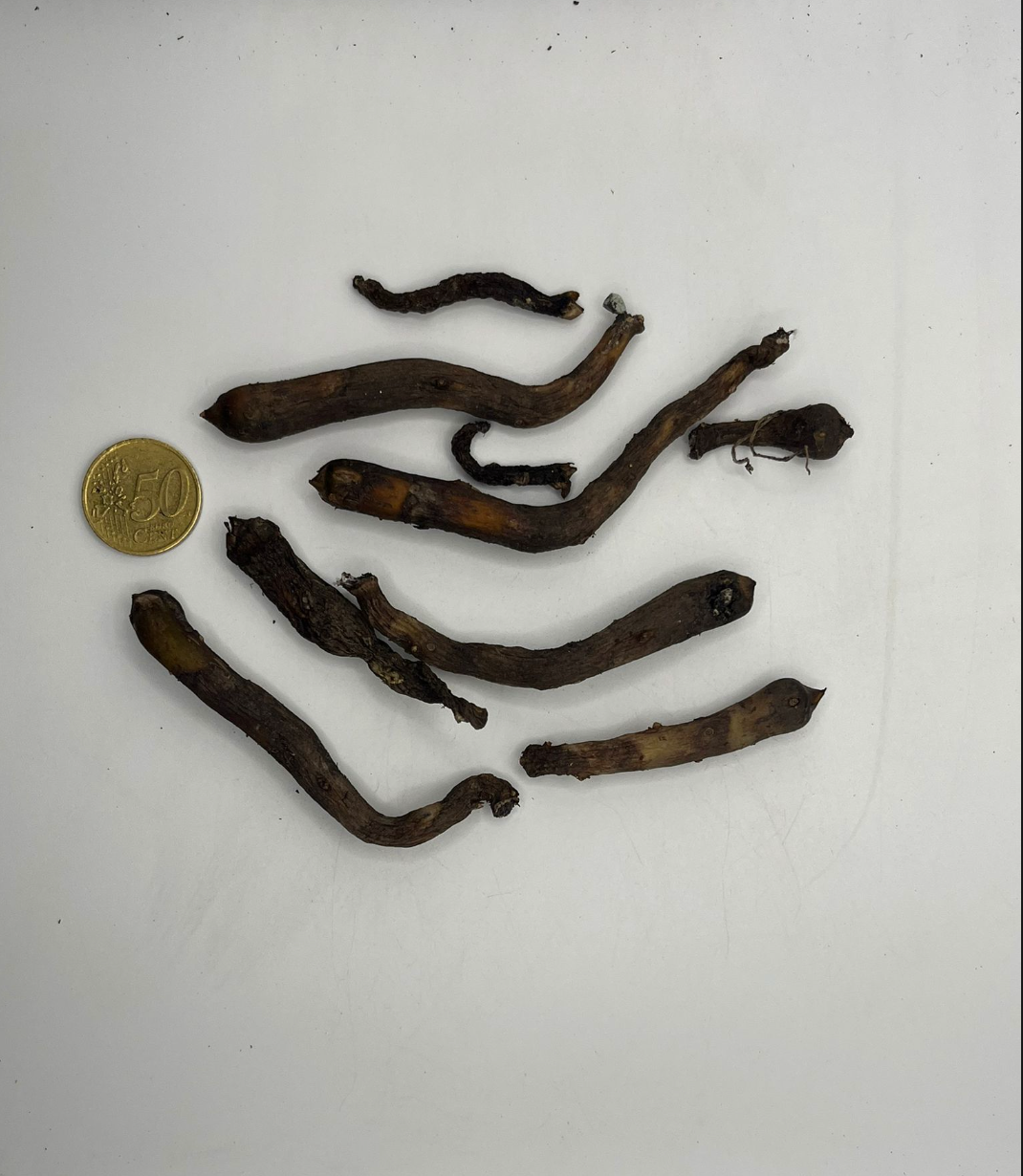 Amorphophallus konjac “Mary Sizemore’