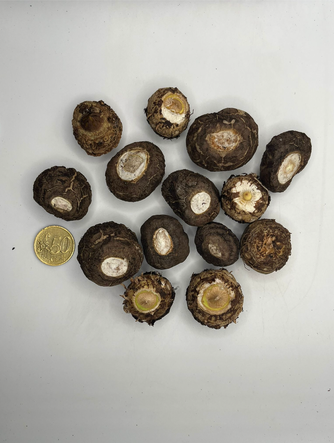 Sauromatum venosum (20-60gr)