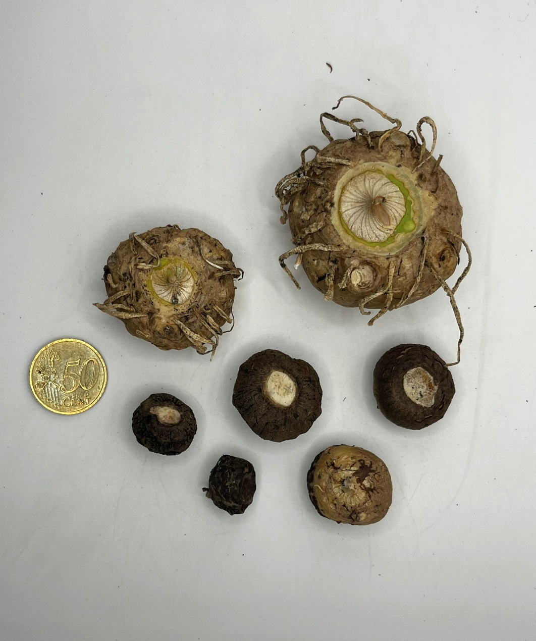 Sauromatum venosum ‘Tana Lake’ (20-60gr)