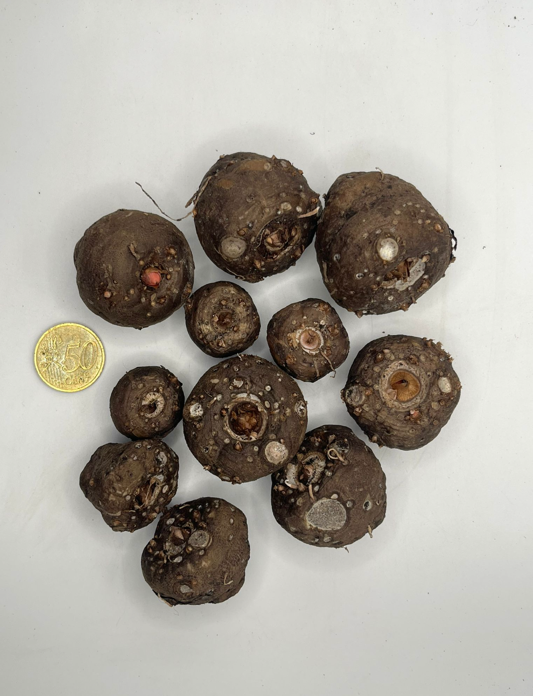 Amorphophallus konjac (20-60gr)