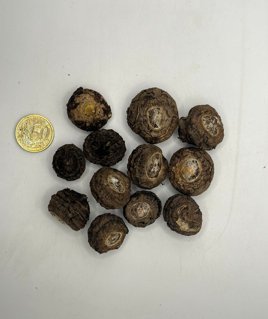 Sauromatum venosum ‘Indian Giant’ (20-60gr)