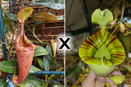 Nepenthes (veitchii x platychila) x platychila
