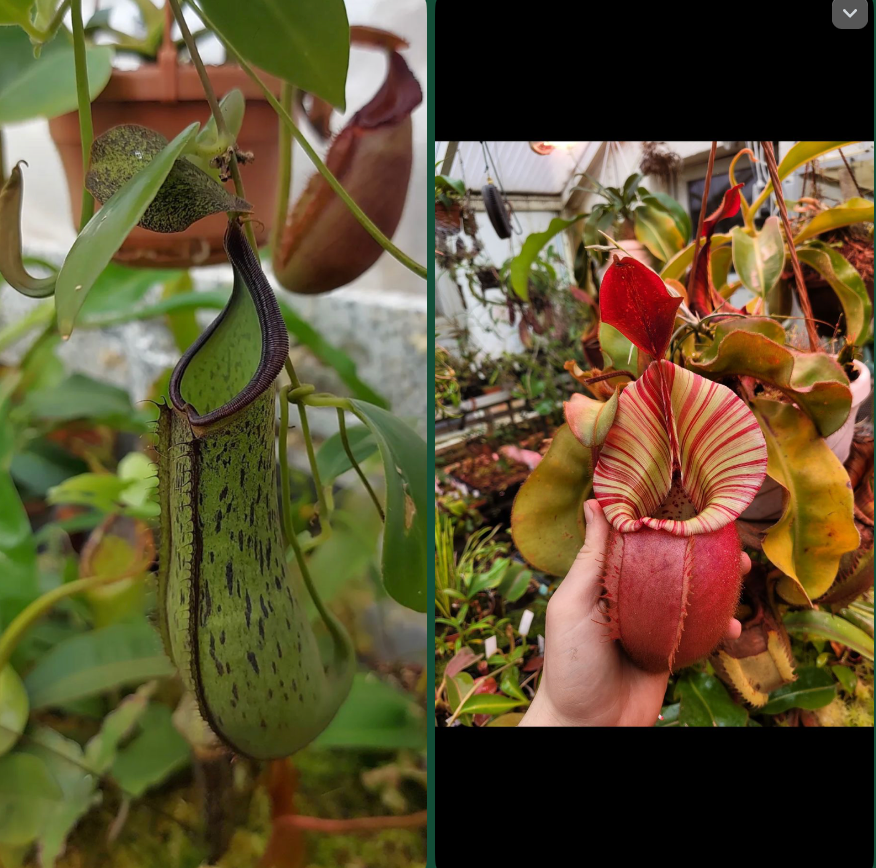 Nepenthes (adnata x spathulata) x veitchii 'candy' 15-20cm