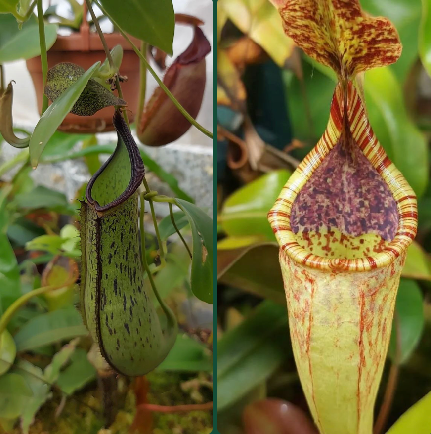 Nepenthes (adnata x spathulata) x minima 15cm