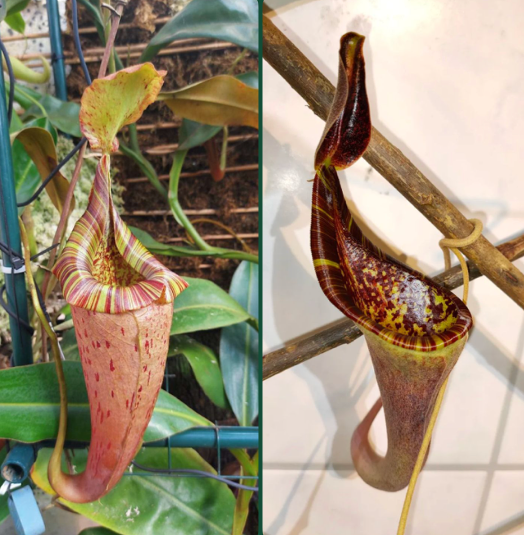 Nepenthes (veitchii x platychila) x (lowii x zakriana) 10cm
