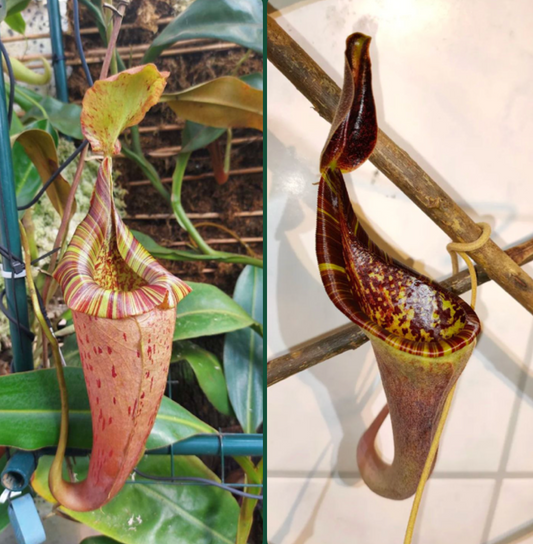 Nepenthes (veitchii x platychila) x (lowii x zakriana) 10cm