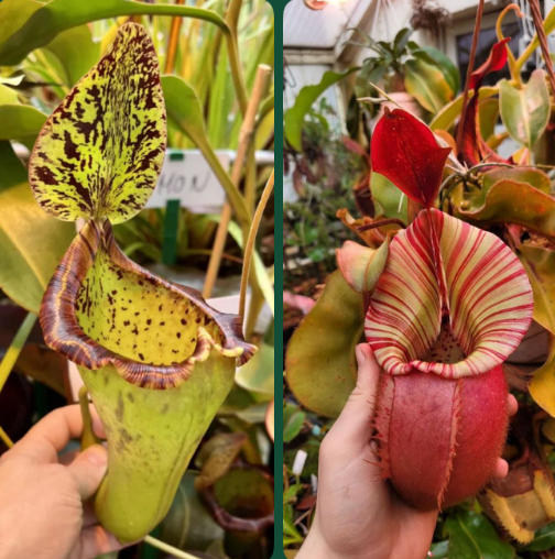 Nepenthes (lowii x platychila) x veitchii 'candy' 10cm