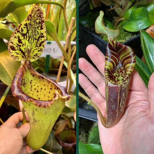 Népenthes (lowii x platychila) x mollis 10cm