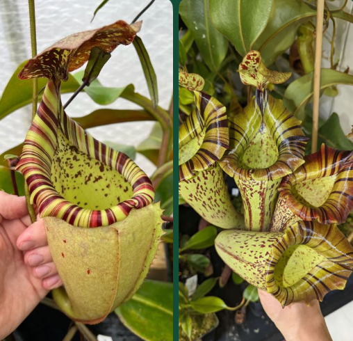 Nepenthes (veitchii x burbidgeae) x [(lowii x veitchii) x boschiana] x platychila 10cm