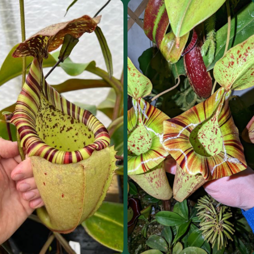 Nepenthes (veitchii x burbidgeae) x [(lowii x veitchii) x tiveyi] x platychila 10cm