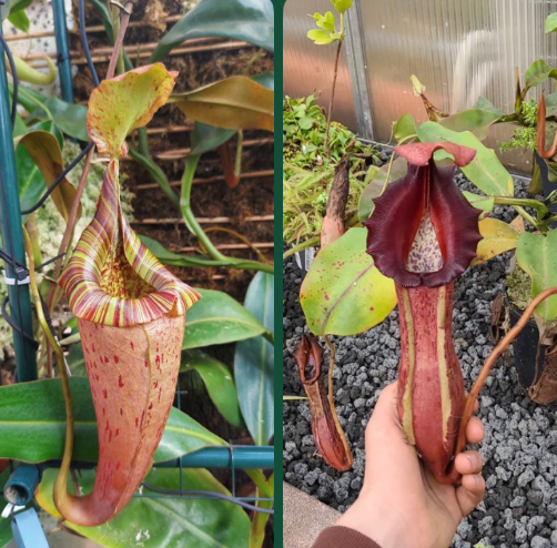 Nepenthes (veitchii x platychila) x (veitchii x boschiana) 10cm