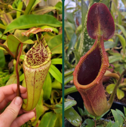 Nepenthes (eymae x clipeata) x trusmadiensis