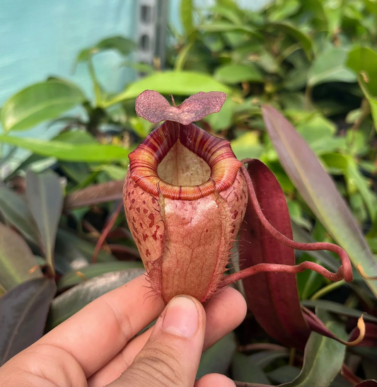 Deal: 5x N. tenuis x peltata 40cm